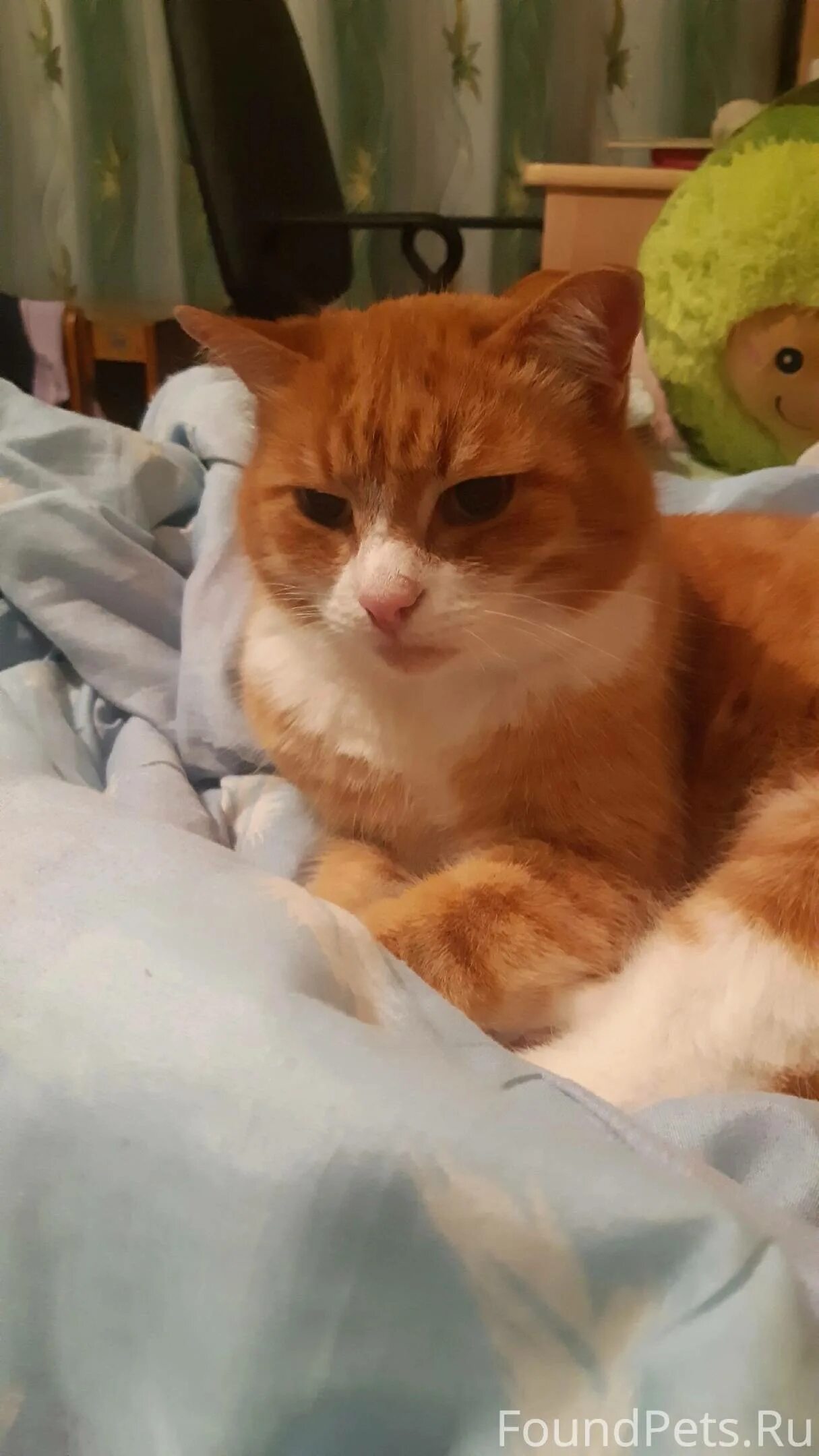 Что с котом кузей. Котик кузя. Что с котом кузей. Что с котом кузей. Что с котом кузей.