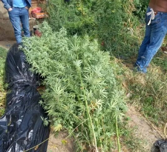 Деревья на территории школы. Домашний куст с марихуаной. Конопля фото. Закладки в кустах калуга. 28 кустов.