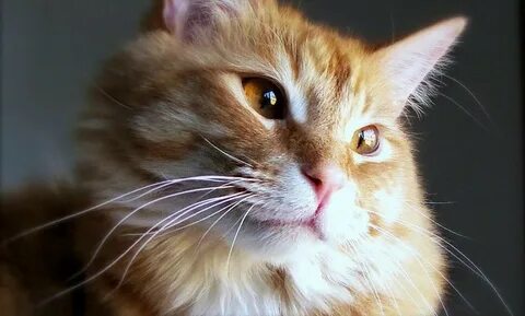 Невероятные коты