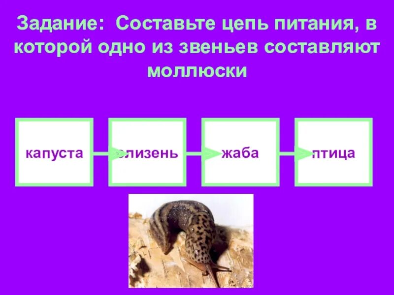 Пищевая цепочка из 4 звеньев