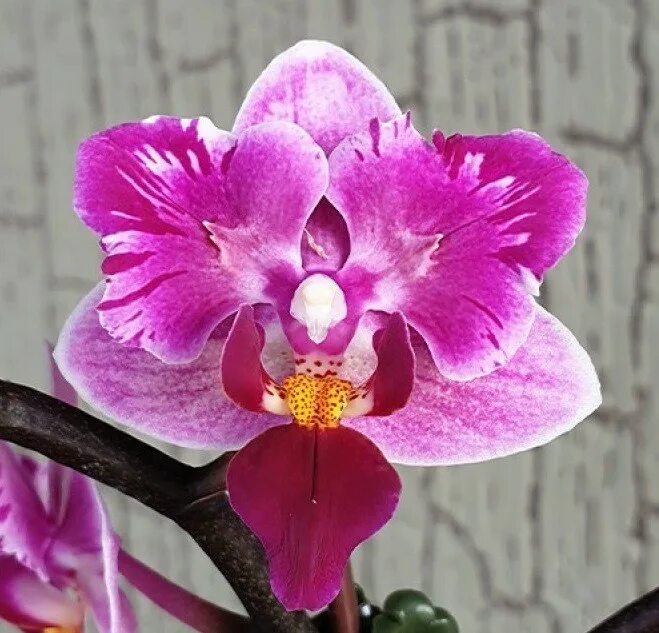 Miki orchids. Miki orchids