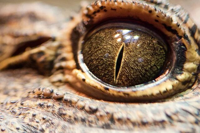 Название животного глаза. Глаза животных. Необычные глаза животных. Глаза животных крупным планом. Макросъемка глаза животных.