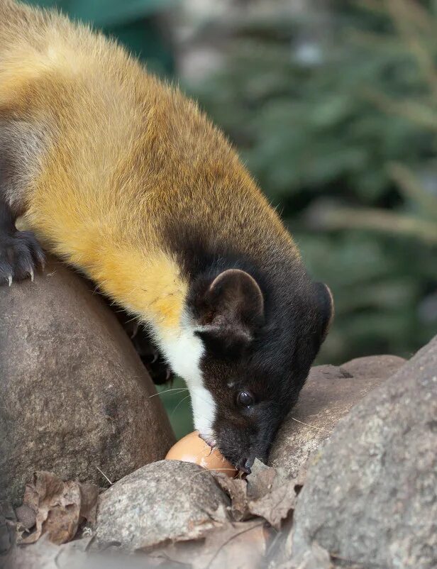 Харза уссурийская. Харза уссурийская. Харза уссурийская тайга. Харза уссурийская. Харза уссурийская.