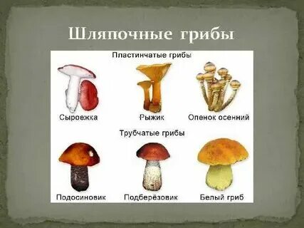Шляпочные грибы водоросли