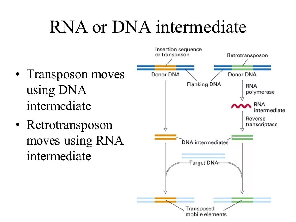 Retrotransposon. Ltr transposon DNA Synthesis. Insertion sequences. (Insertion sequences mechanism.