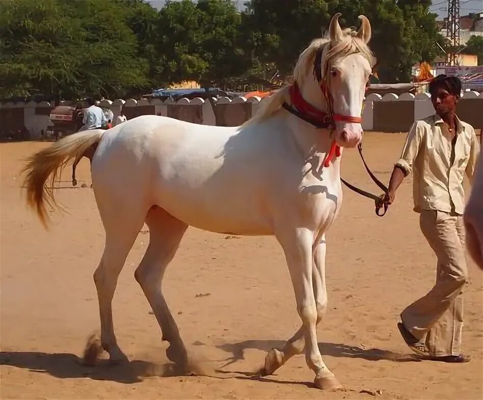 Marwari horse (indigenous horses of india) Horses, Horse breeds
