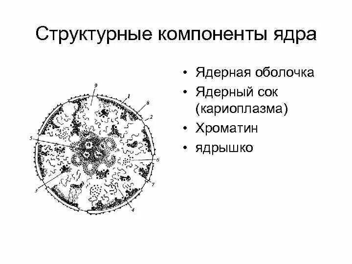 Структурные компоненты интерфазного ядра. Структурные компоненты интерфазного ядра эукариотической клетки. Компоненты клеточного ядра. Основные КОМПАРТМЕНТЫ интерфазного ядра. Основной состав ядра