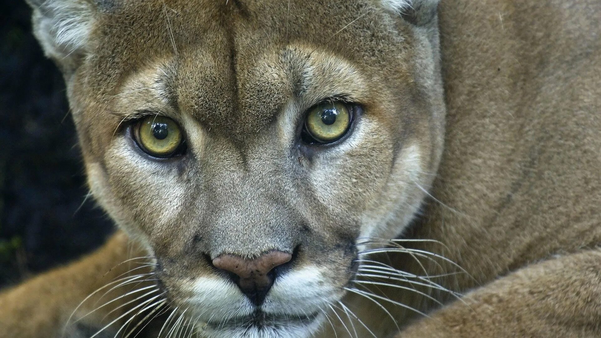 Флоридская Пума. Флоридская Пума Пума. Флоридская пантера. Пума (Puma concolor):. Пума на английском