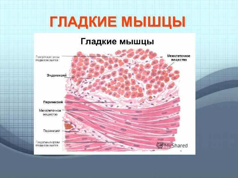 Гладкие мышцы. Строение гладкой мускулатуры. Структура гладкой мышцы. Гладкие мышцы внутренних органов.