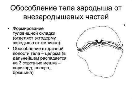 Процесс образования двуслойного зародыша