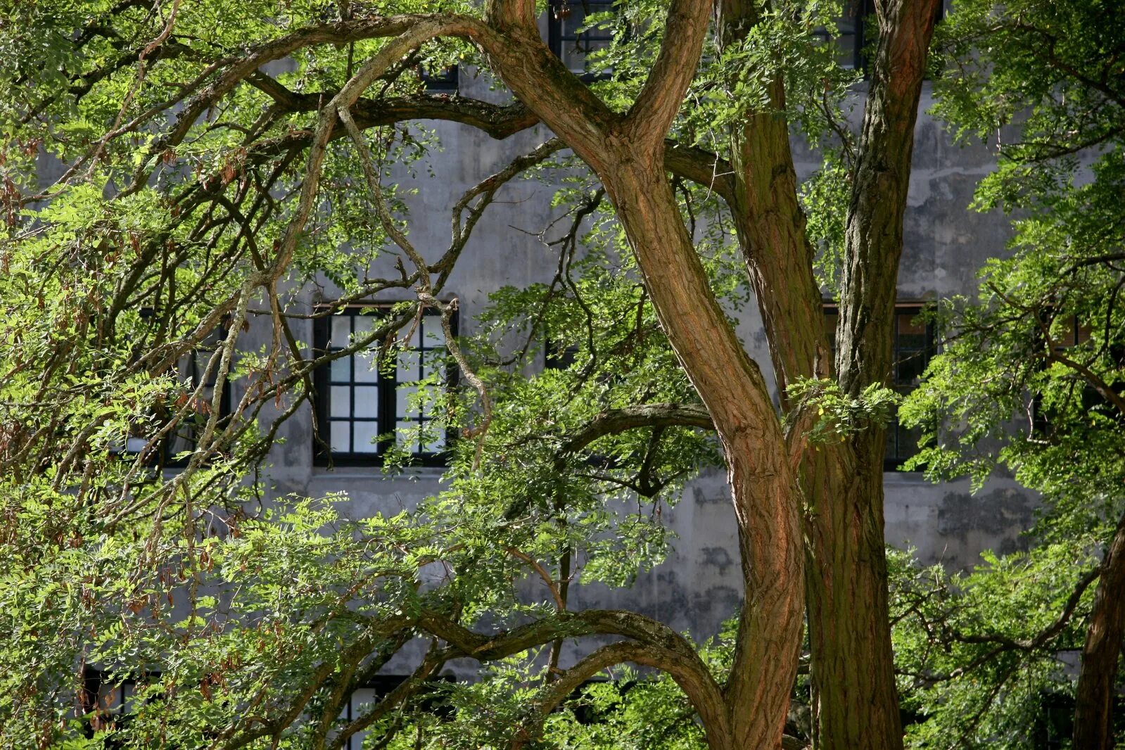 Tree window