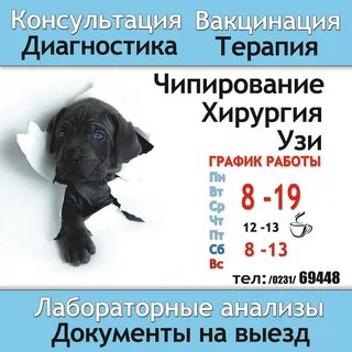 График работы ветеринарной клиники