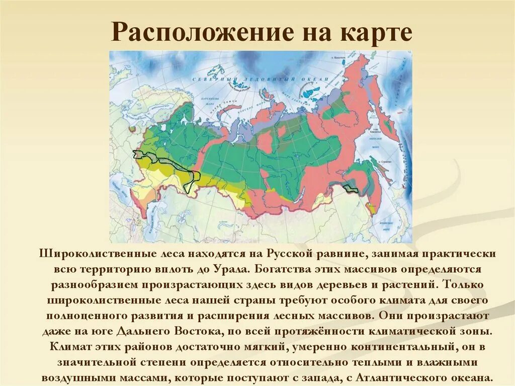 Распространение смешанных лесов. Зона расположения смешанных и широколиственных лесов на карте россии. географическое положение широколиственных лесов в россии. зоны широколиственных лесов на крюарте. природные зоны россии леса.