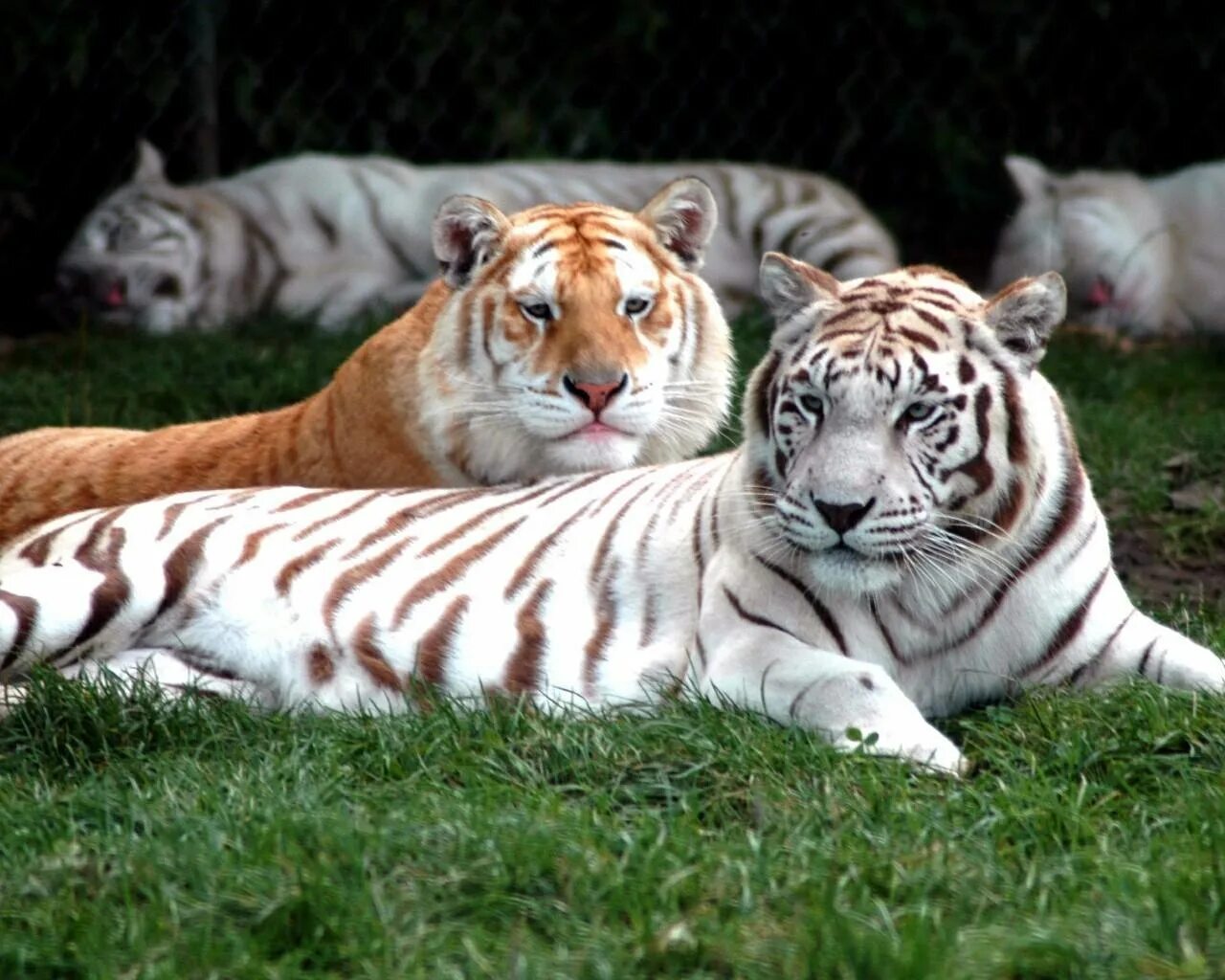 Белый тигр. Белый и рыжий тигр. Разные тигры. Белый тигр с с рыжим тигром.