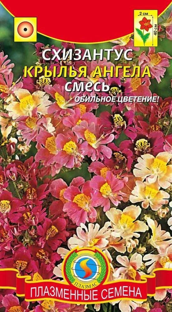 Схизантус крылья ангела семена. Схизантус Крылья ангела. Схизантус смесь. Цветы схизантус Крылья ангела. Схизантус Крылья ангела плазменные семена.