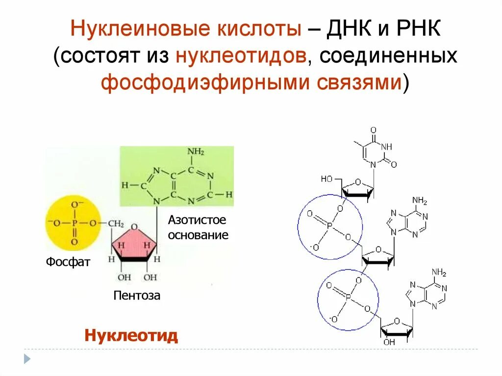 Связи в нуклеиновых кислотах. Связи в РНК между нуклеотидами. Связи между нуклеотидами в ДНК. Фосфодиэфирная связь в РНК.