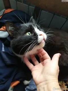 Выпусти кота