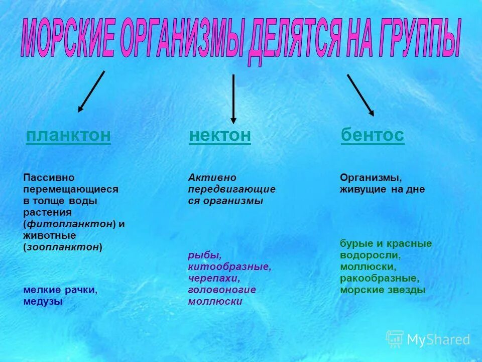 Планктон Нектон бентос таблица. Бентос Планкитон Пентон. Планктон Нектон и ментос. Планктон примеры организмов.