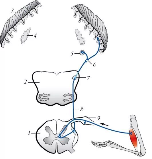 Задний спинно-мозжечковый путь схема. Задний спинно мозжечковый тракт. Передний спинно мозжечковый тракт. Передний спинно-мозжечковый путь Говерса схема.