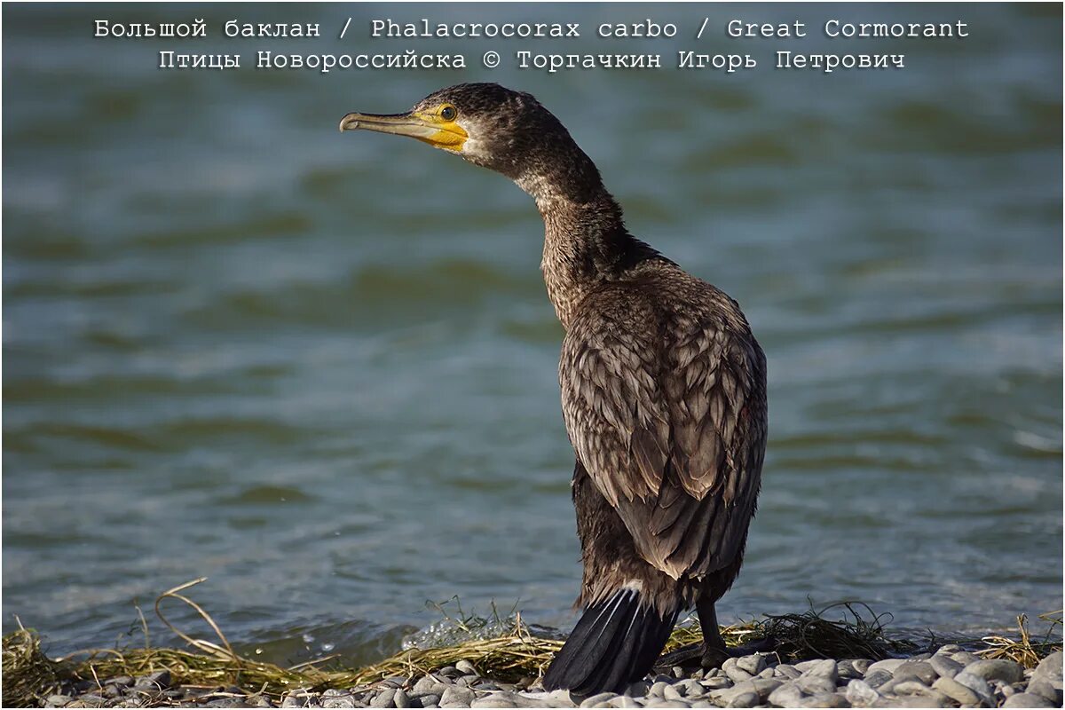 Баклан жаргон. Большой баклан phalacrocorax carbo. баргузинский баклан. птица баклан новороссийск. бакланы на амуре.