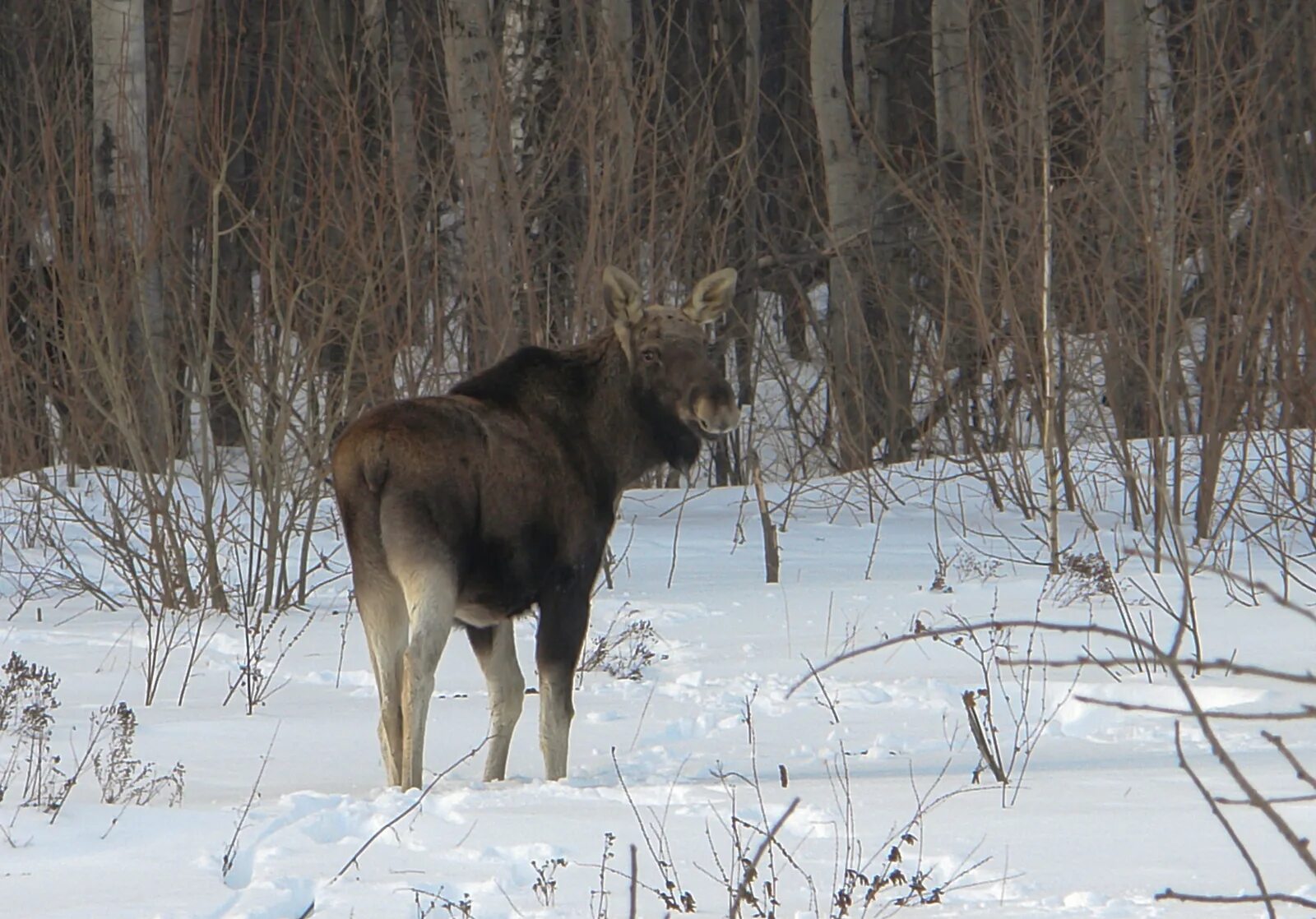 Лось 1 года