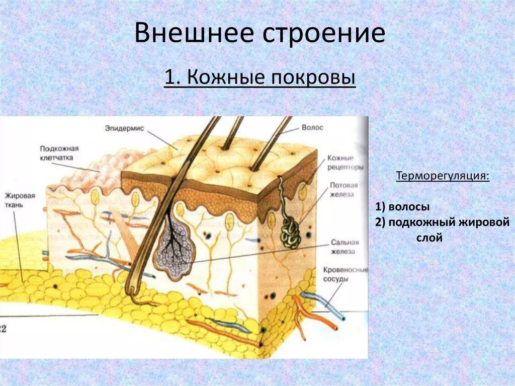 Какой кожный покров у млекопитающих. Строение кожного Покрова анатомия. Строение Покрова кожи. Покровы тела строение кожи. Строение кожи млекопитающих.