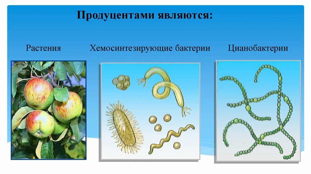 Продуценты. Бактерии продуценты. Микроорганизмы-продуценты это. Растения продуценты. Какие организмы называют продуцентами биология