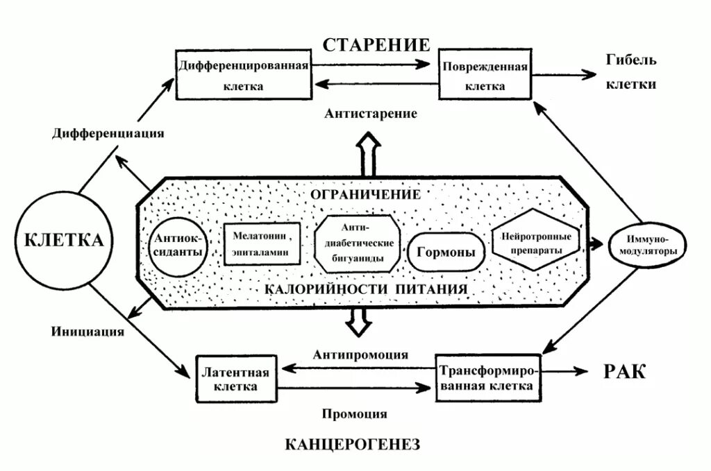 механизмы старения человека