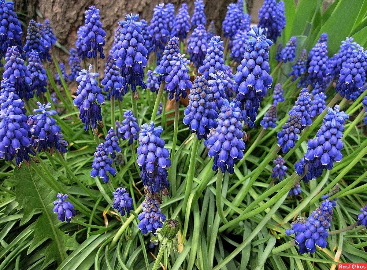 Мышиный гиацинт 7 букв. Мышиный гиацинт мускари. muscari latifolium. мускари неглектум.
