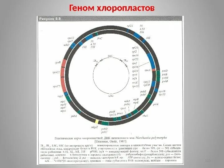 Геном хлоропластов