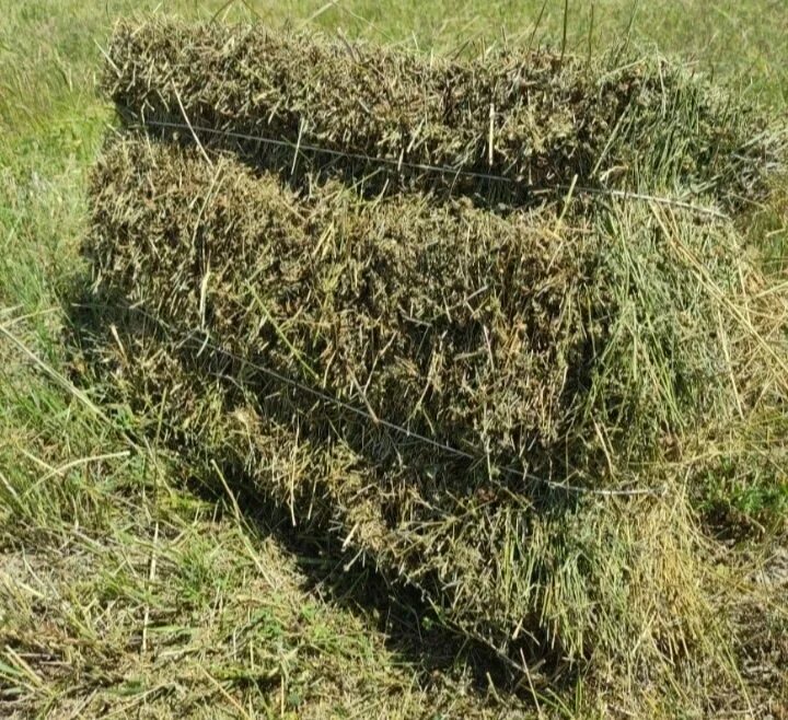 Сено в квадратных тюках. Сено тюкованное / 1 тюк = 20 кг. Солома пшеничная тюк (20 кг). Продай рулон ябоган. Сено в тюках воронежская область.