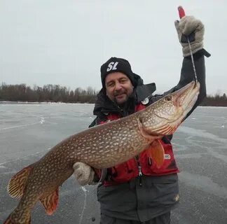 Ловим крупную щуку