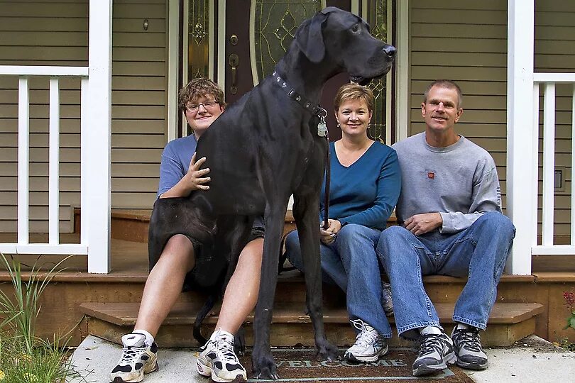 Самый большой см. Немецкий дог по кличке Зевс. Дог Зевс самая большая собака в мире. Немецкий дог гигантский Джордж. Немецкий дог Зевс рост.