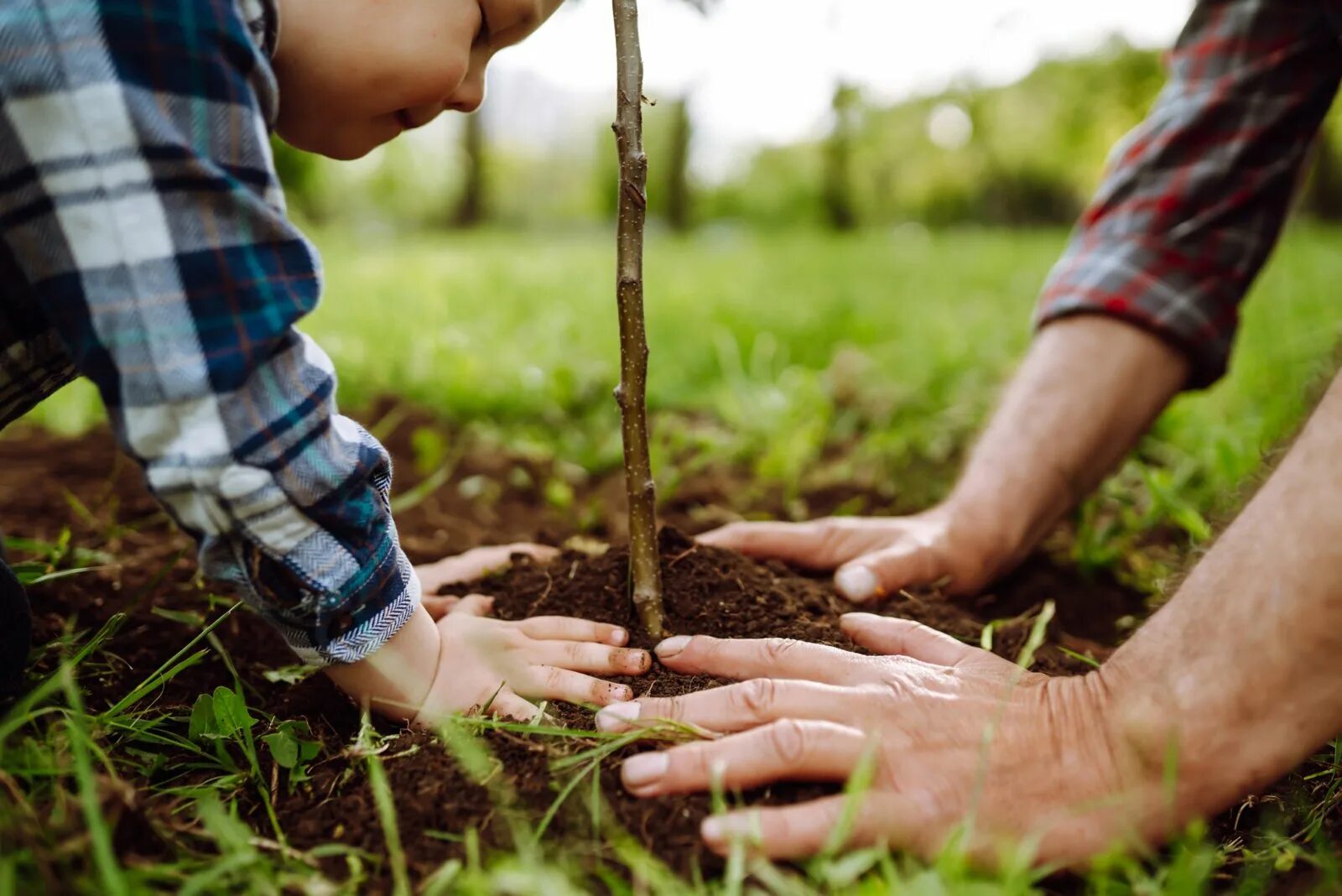 The gardener has planted the trees. Вырастим вместе. дети с саженцами в руках. environmental awareness. planting trees.