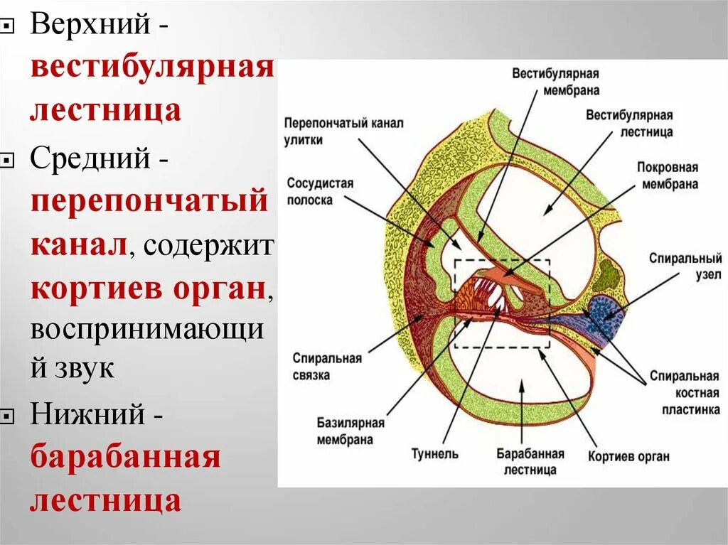 Кортиев орган вестибулярный аппарат. Вестибулярная костная пластинка. Кортиев орган сосудистая полоска. Перепончатый канал улитки. Барабанная лестница и улитковый проток.