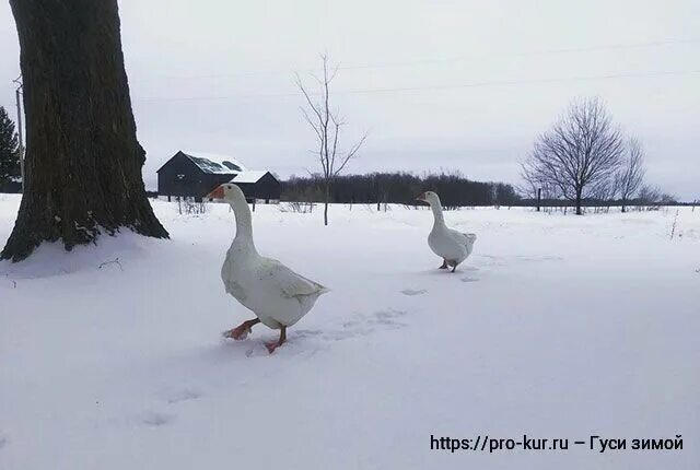 Содержание гусей зимой. Гуси зимой. гусятник для гусей зимой. гуси несутся зимой.