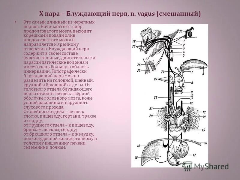 Правый блуждающий нерв. Ответвления блуждающего нерва. Ветви головного отдела блуждающего нерва. Ветви брюшного отдела блуждающего нерва. Самый длинный из черепных нервов.