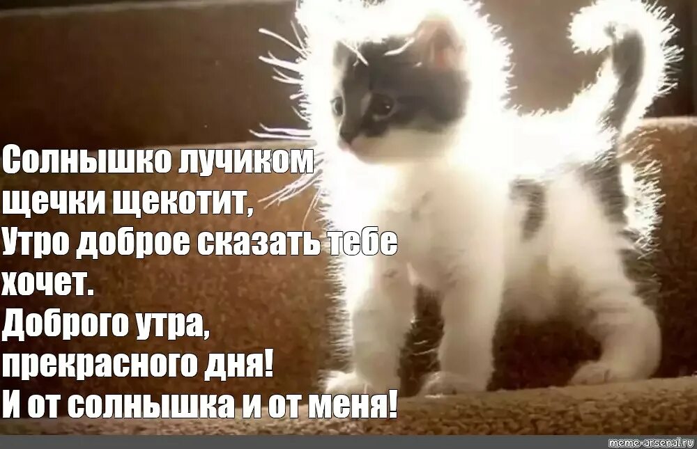 Утро как сказать по другому. Доброе утро солнышко котенок. Котенок светится от счастья. Мемы с котиками с добрым утром. Котёнок и солнышко.