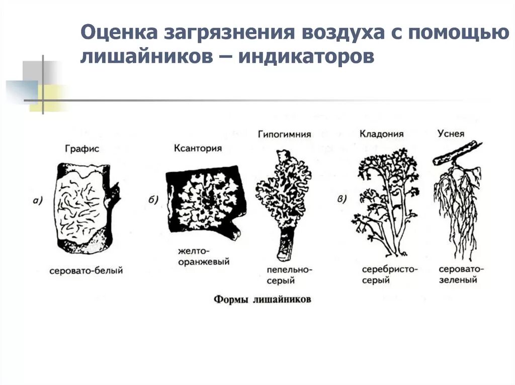 Растения – индикаторы загрязненности окружающей среды-. Лишайники индикаторы. Лишайники индикаторами загрязнения воздуха. Лишайники индикаторы чистоты. Лишайники чистоты воздуха