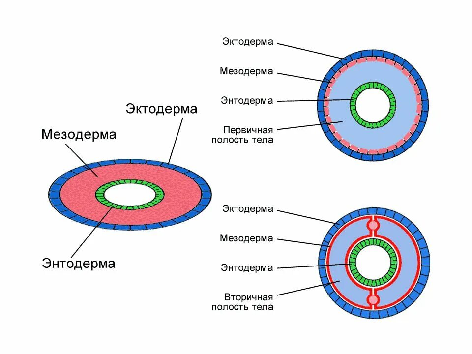 Мезодерма у кольчатых червей. Кольчатые черви строение полости тела. Плоские черви эктодерма энтодерма мезодерма. Кольчатые черви вторичная полость тела. Плоские черви первичная полость тела