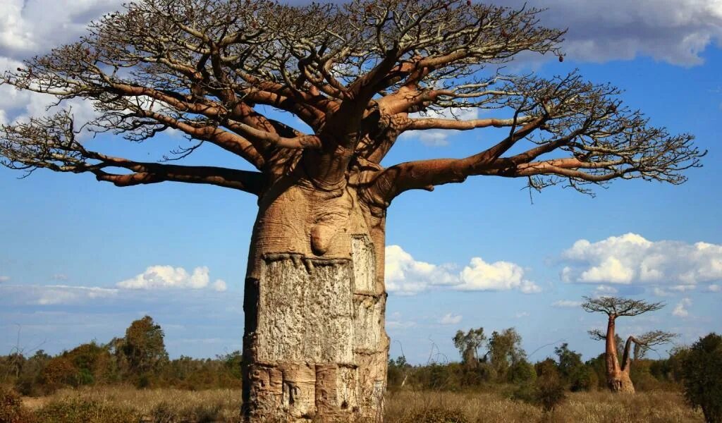 Африка самый высокий. Дерево в Африке баобаб. Растения Африки баобаб. Баобаб (Адансония Грегори. Баобаб (Адансония пальчатая.