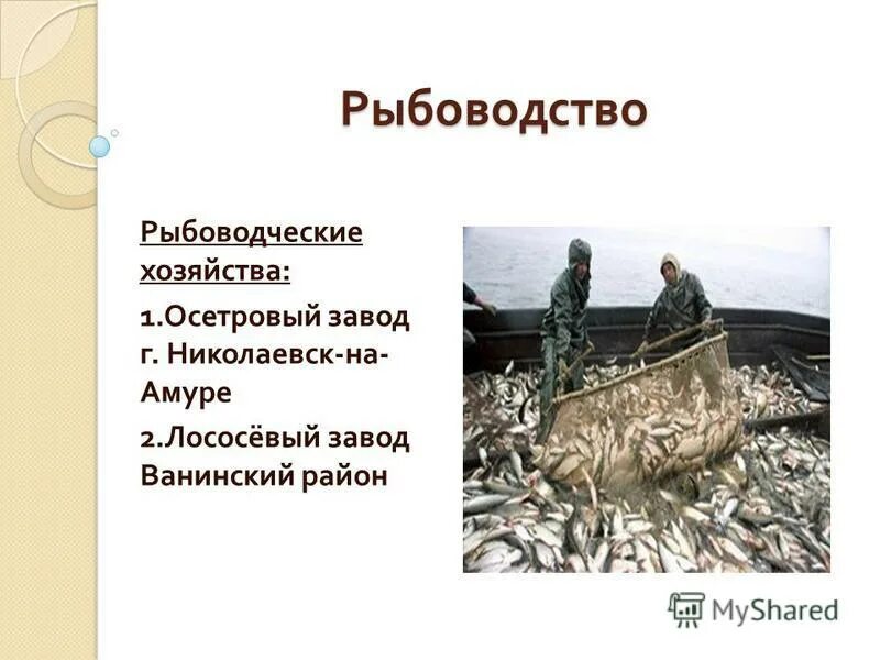 молочное животноводство. скотоводство фермерское хозяйство. коровы в городе хабаровске. сельхозпредприятия хабаровского края. животноводство отрасли животноводства.