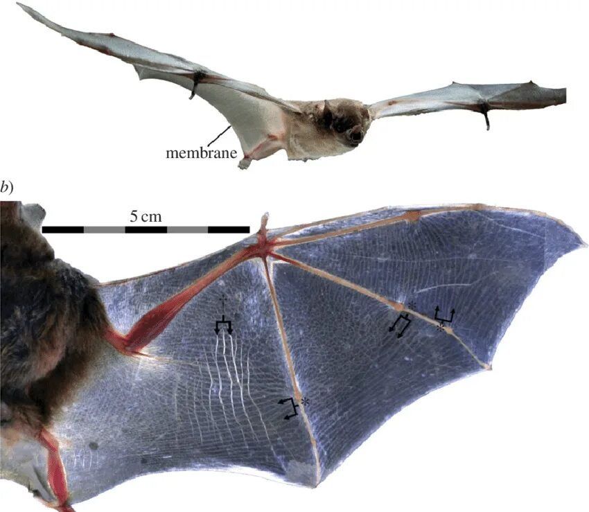 Какой тип сенсорной системы используют летучие мыши. Рукокрылые анатомия референс. Анатомия крыла летучей мыши. Крылья рукокрылых. Крылья летучей мыши.