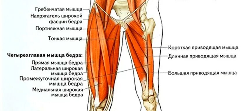 Промежуточная широкая мышца бедра. Напрягатель широкой фасции бедра крепление. Мышцы бедра анатомия передняя поверхность бедра. Четырехглавая мышца бедра.