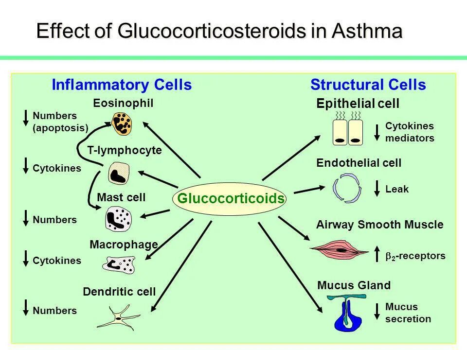 Glucocorticoids. Glucocorticoid mechanism of Action. Mechanism of Action of glucocorticoids. Glucocorticosteroids аббревиатуры. Effect o