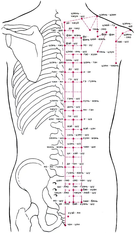 Точечный массаж спины. Топография меридианов и точек акупунктуры. Активные точки на спине акупунктура. Точечный массаж спины схема. Акупунктурные точки на пояснице.