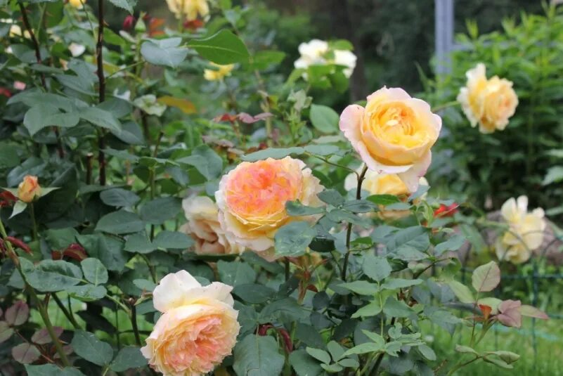 Роза уэлл бинг. Well being (harjangle, well-being). Роза уэлл биинг. Роза шраб уэлл биинг. Rose well being.