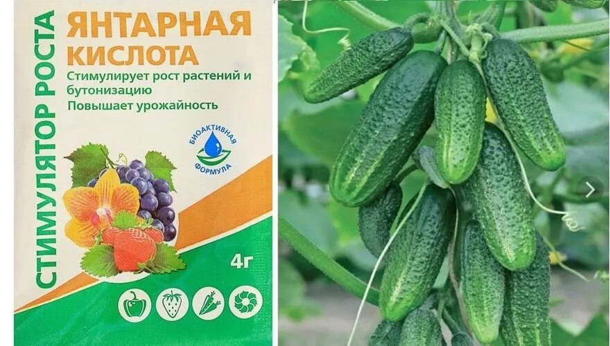 Удобрение "Янтарная кислота" 4 гр.. Янтарная кислота для растений и рассады. Янтарная кислота для огурцов. Янтарная кислота для огурцов и томатов.