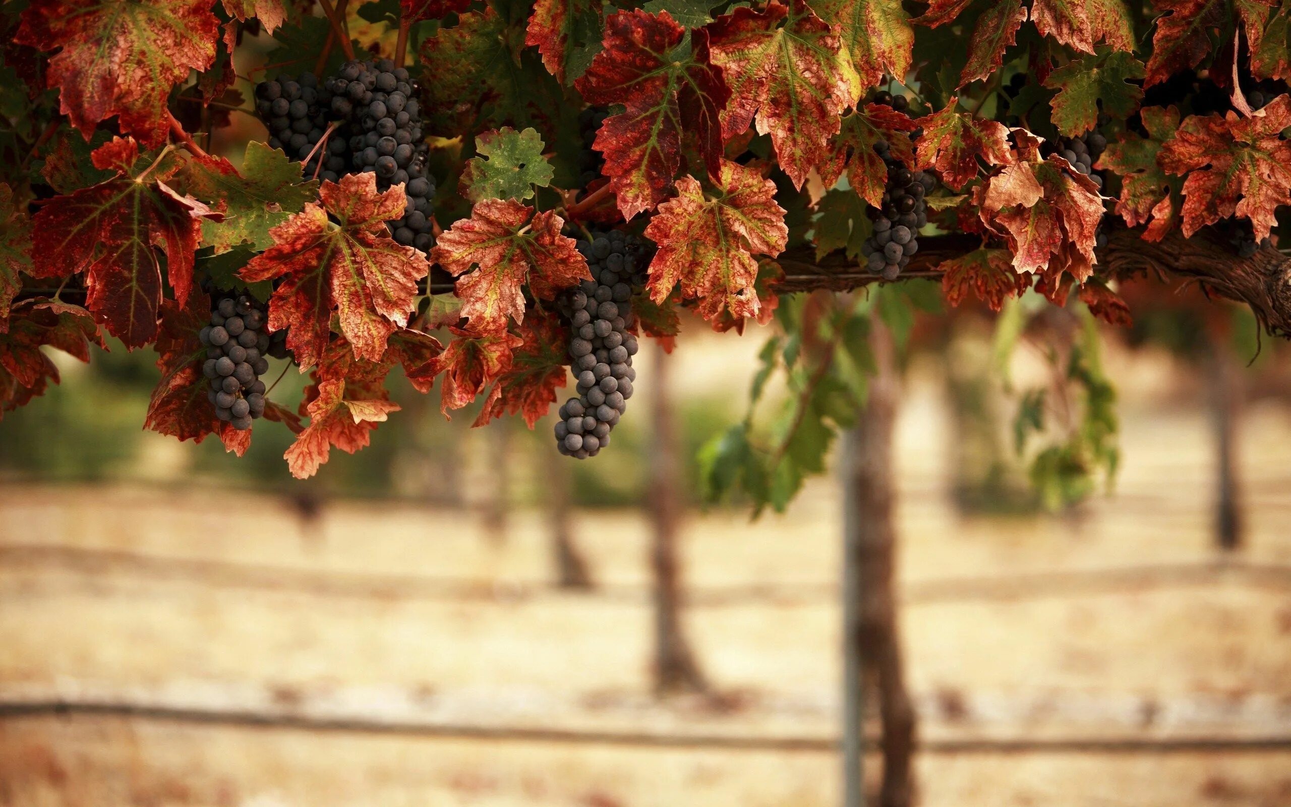 Pin by Sarah Nina on GRAPES AND PLUMS Grape vines, Wine, Growing grapes
