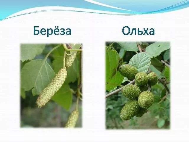 Ольха серая alnus incana “aurea”. Ольха и осина дерево. Осина береза липа ольха листья. Ольха как отличить. Осина ольха ясень.
